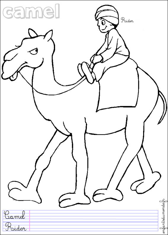 coloriage chameau 3